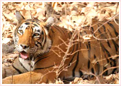India Safari Tours, Safari Tour India, India Safari Tour Packages, Wildlife Safari Tour in India