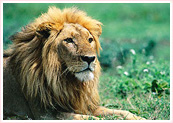 Wildlife Tourism India, India Wildlife Tourism, India Wildlife Tour Package, Wildlife Trip in India